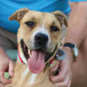 Photo of Indi