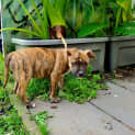Photo of Lomandra
