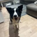 Photo of Nova