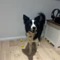 Photo of Nova