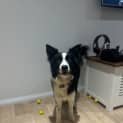 Photo of Nova