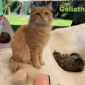 Photo of Golitha **2nd Chance Cat Rescue**