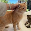 Photo of Golitha **2nd Chance Cat Rescue**