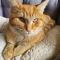 Photo of Jasper **2nd Chance Cat Rescue**