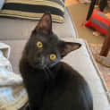 Photo of Jett