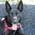 Photo of Louie