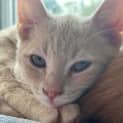 Photo of Pickle