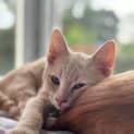 Photo of Pickle