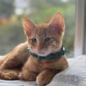 Photo of Chip