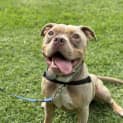 Photo of Chop