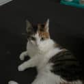 Photo of Rosie