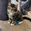 Photo of Kai Meet Me@Petstock Central Store Mornington 27/4