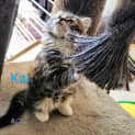 Photo of Kai Meet Me@Petstock Central Store Mornington 27/4