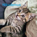 Photo of Nikodemus Meet Me@Petstock Mornington Central 27/4
