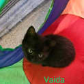 Photo of Vada Meet Me At Petstock Central Store Mornington