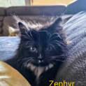 Photo of Zephyr Meet Me@ Petstock Mornington Central Store 