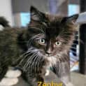 Photo of Zephyr Meet Me@ Petstock Mornington Central Store 