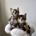 Photo of Pringle And Mash