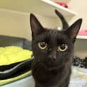 Photo of Shadow