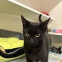 Photo of Shadow