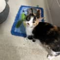 Photo of Buttercup
