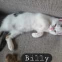 Photo of Billy