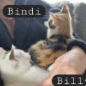 Photo of Bindi