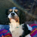 Photo of Lacey