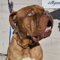 Photo of Hooch