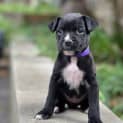Photo of Poppy