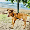 Photo of Peaky