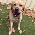 Photo of Marley