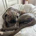 Photo of Knightly