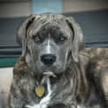 Photo of Knightly