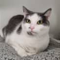 Photo of Cindy 