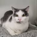 Photo of Cindy 
