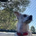 Photo of Nacho