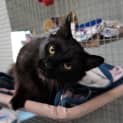 Photo of Sooty
