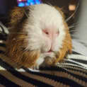 Photo of Meeka