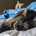 Photo of Imogen Located In Westmeadows