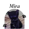 Photo of Constellation Kittens!