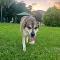 Photo of Remi
