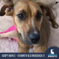 Photo of Maple 18 Month Old Ridgeback X