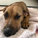 Photo of Maple 18 Month Old Ridgeback X