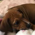 Photo of Benjamin Button   14 Week Old Ridgeback X (Trial)
