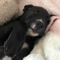 Photo of Pandora   9 Week Old Ridgeback X Staffy