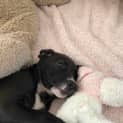 Photo of Pandora   9 Week Old Ridgeback X Staffy