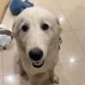 Photo of Bramble