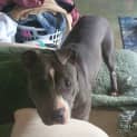 Photo of Indigo