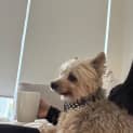 Photo of Benji